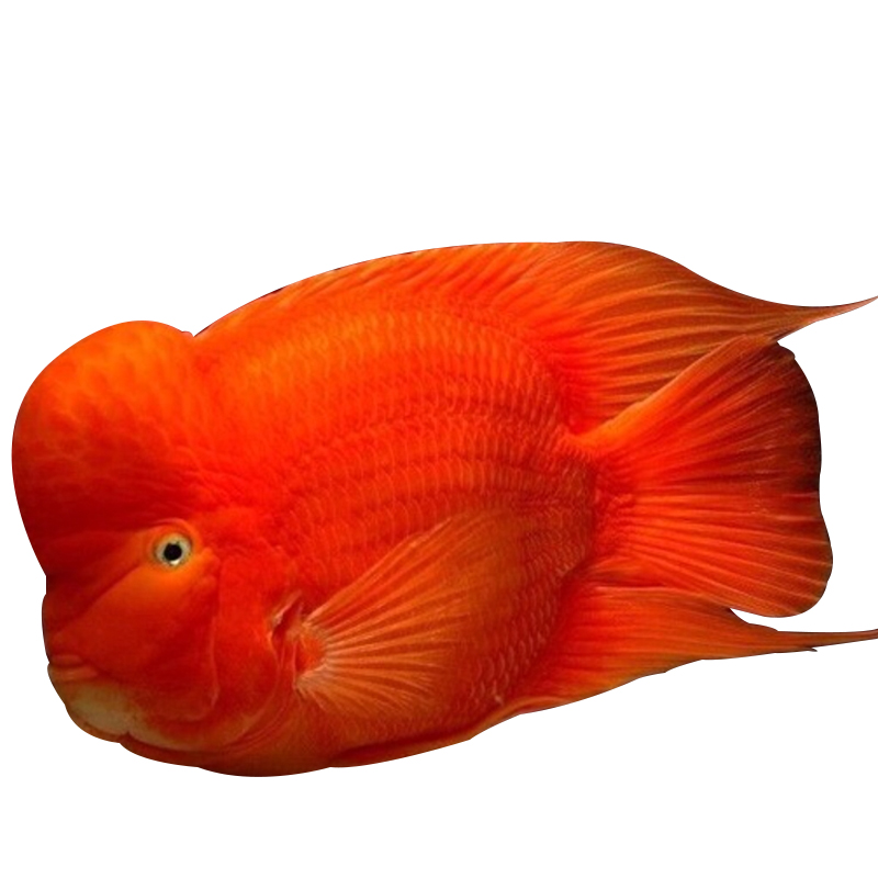 鹦鹉鱼最佳观赏鱼,观赏鱼鹦鹉鱼如何饲养教程