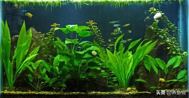 鱼缸水草养不好的原因，很可能你这细节操作弄错了，纠正就好