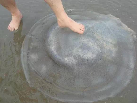 开海什么海鲜最好,开海季肥美海鲜