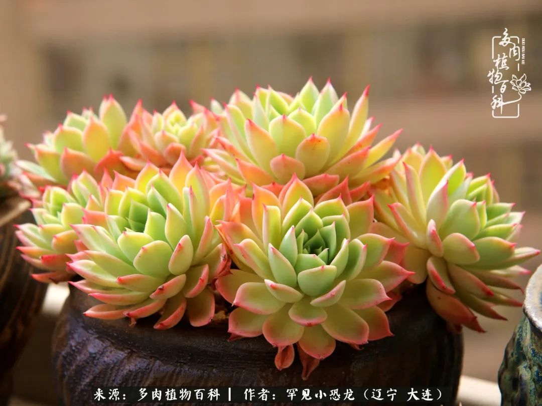 颗粒土除了种多肉还可以种什么,想养动物该怎么养