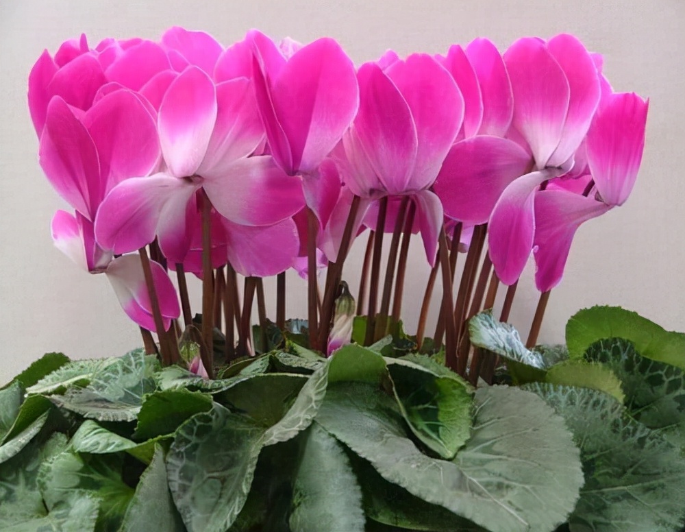 花卉绿植种植大全,温室常见的花卉