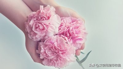 一朵美丽的康乃馨,一朵美丽的康乃馨图