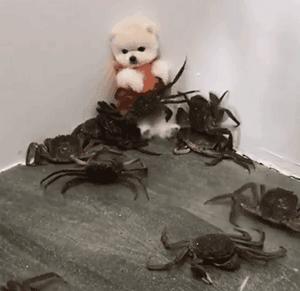 养博美犬注意事项和禁忌,养博美犬注意哪些事项和禁忌