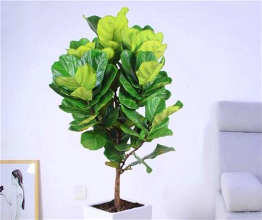 琴叶榕怎么打顶分枝,琴叶榕长多高砍头最好