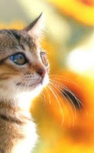 17版ps抠图最快又完整的方法,21版本ps抠图最快又完整的方法