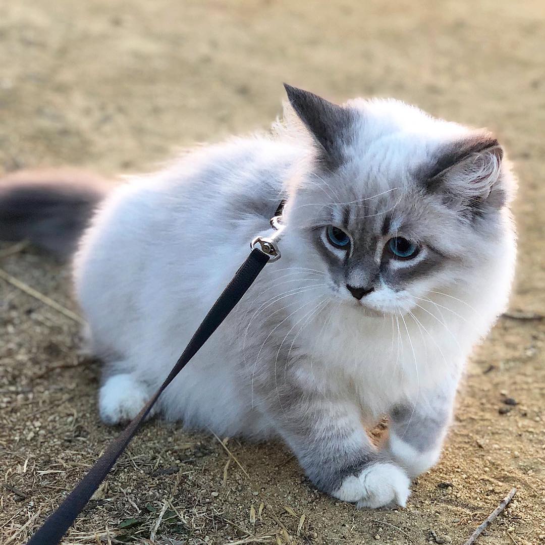 猫咪出现严重应激反应怎么治疗,猫咪出现厌食症状