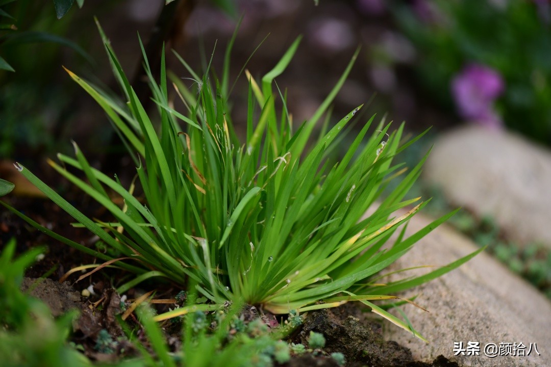 零下9度来袭，花园里的绿色是那么动人|园丁