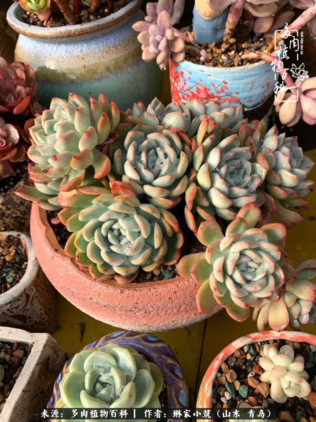 多肉冬季搬进屋里前需要浇水么,多肉过冬