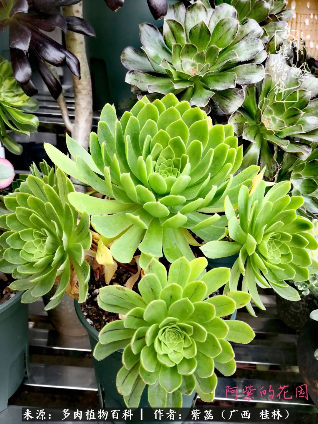 如何在夏天买的多肉度夏,多肉度夏好帮手