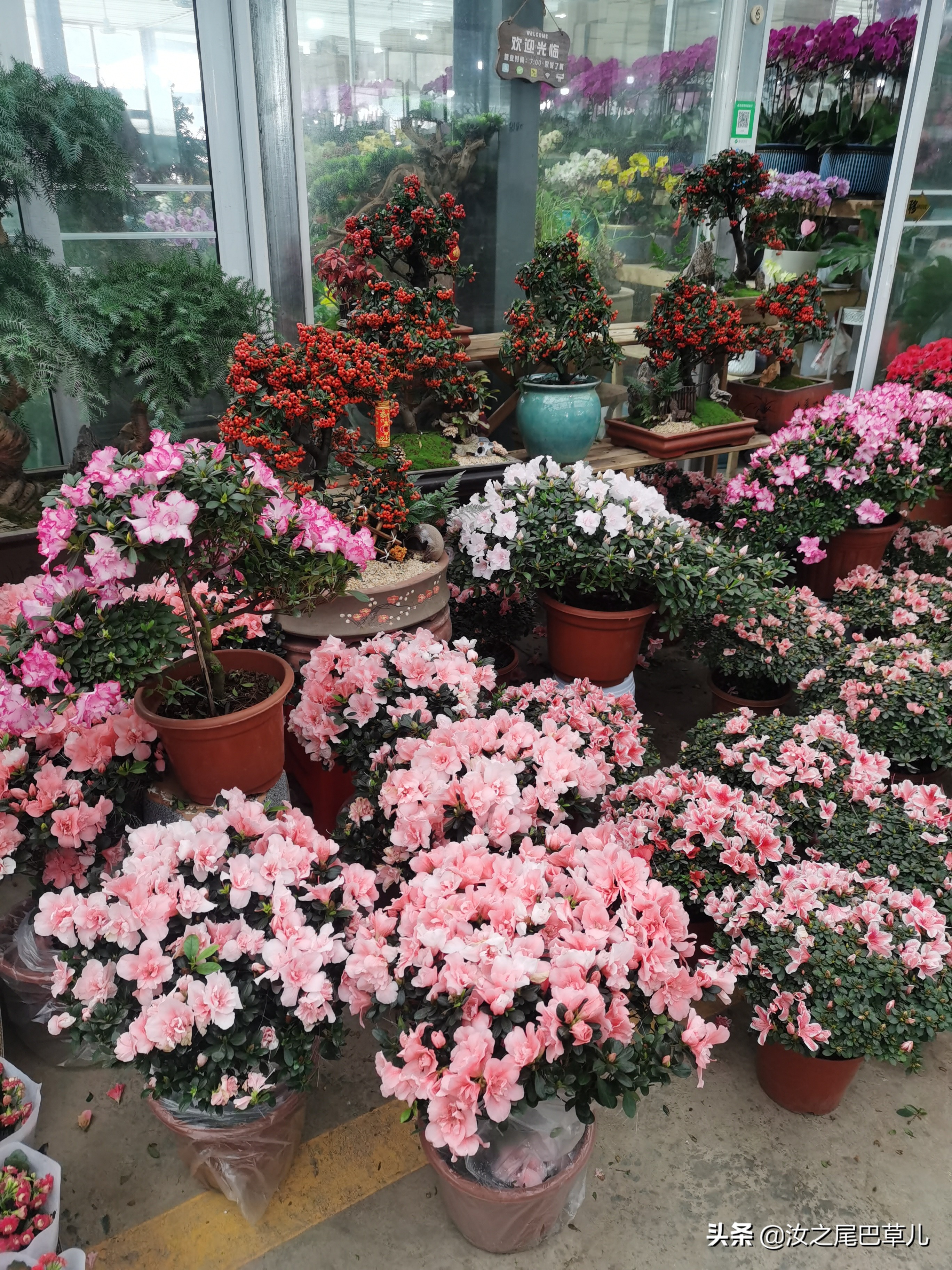 江苏常见年宵花哪里买,上哪里买年宵花最便宜