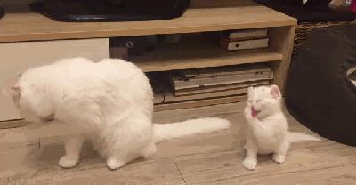 猫咪为什么喜欢咬主人的手和脚,猫咪为什么喜欢早上睡醒轻咬主人