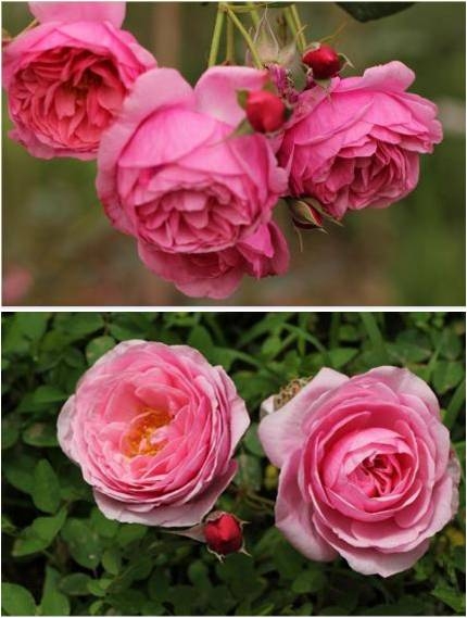 北方院子里种什么藤本月季,藤本月季院子