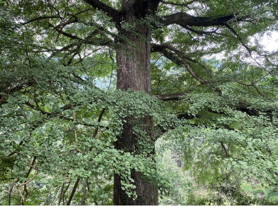 重庆贵州避暑旅游景点,离重庆最近的贵州避暑胜地