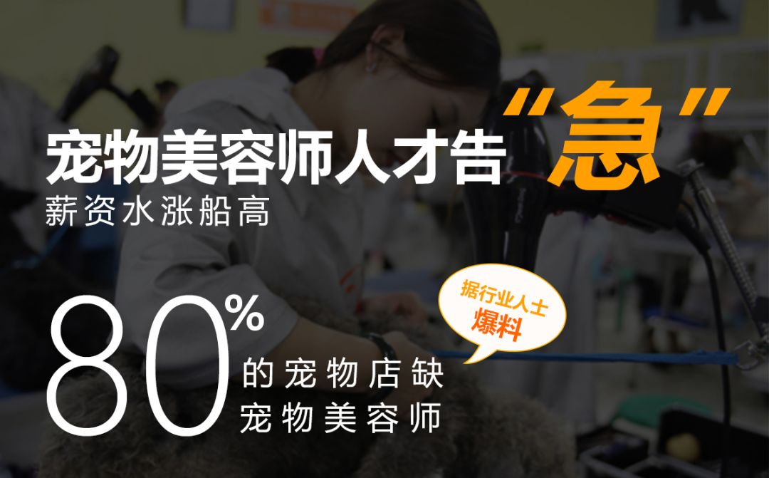 宠物经济市场前景,宠物经济下一个趋势