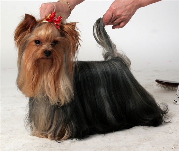 约克夏犬为啥那么多人养,为什么说约克夏是最难养的狗