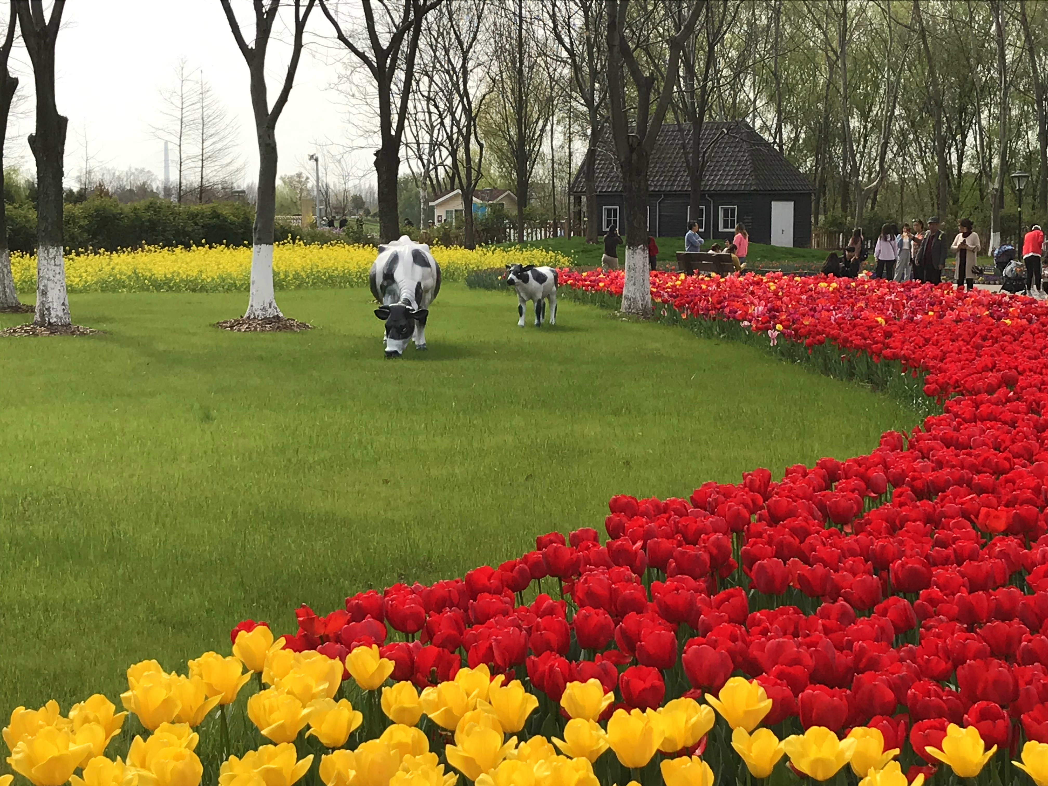 荷兰风情花园,南京绿博园的美丽