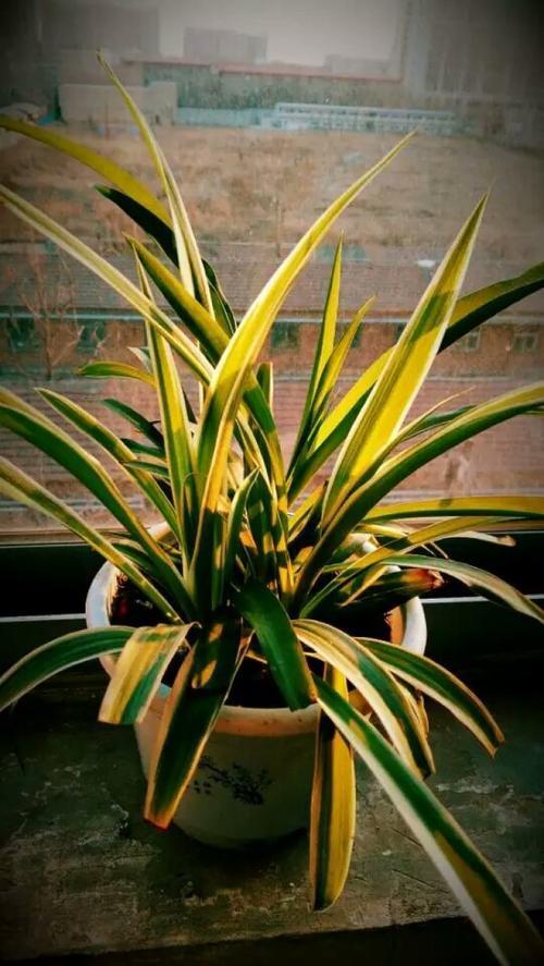 吊兰家养方法,吊兰怎么养才能长得快又茂盛