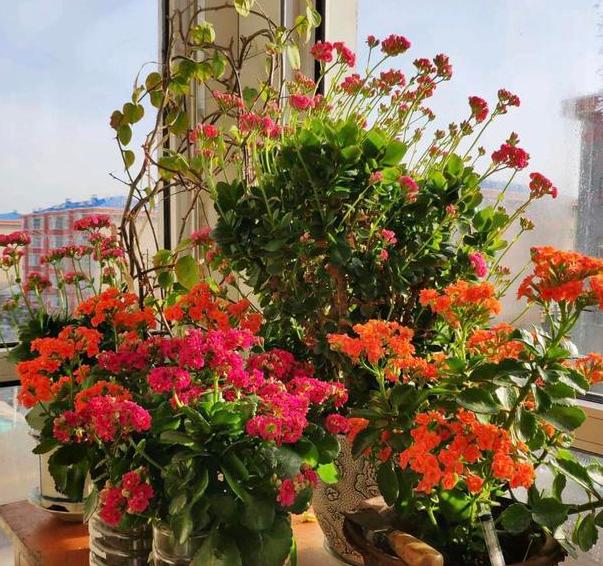 养花不换盆怎么改善土质,养花的土怎么才能改善酸性土壤