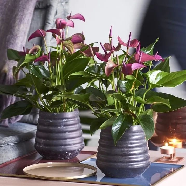 适合养在家里不用晒太阳的花,室内养什么花好养不怕太阳晒