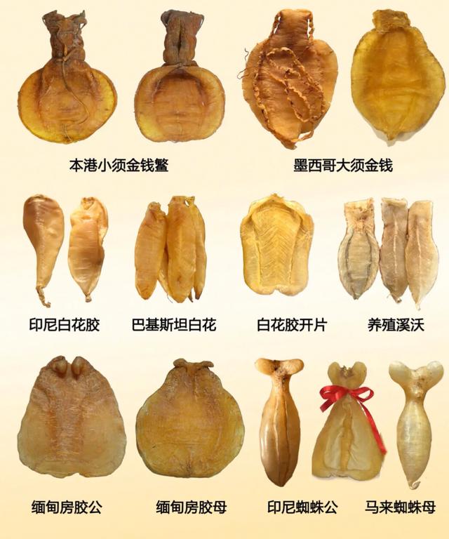 花胶燕窝正品鉴别方法图片,缅甸花胶真假鉴别方法