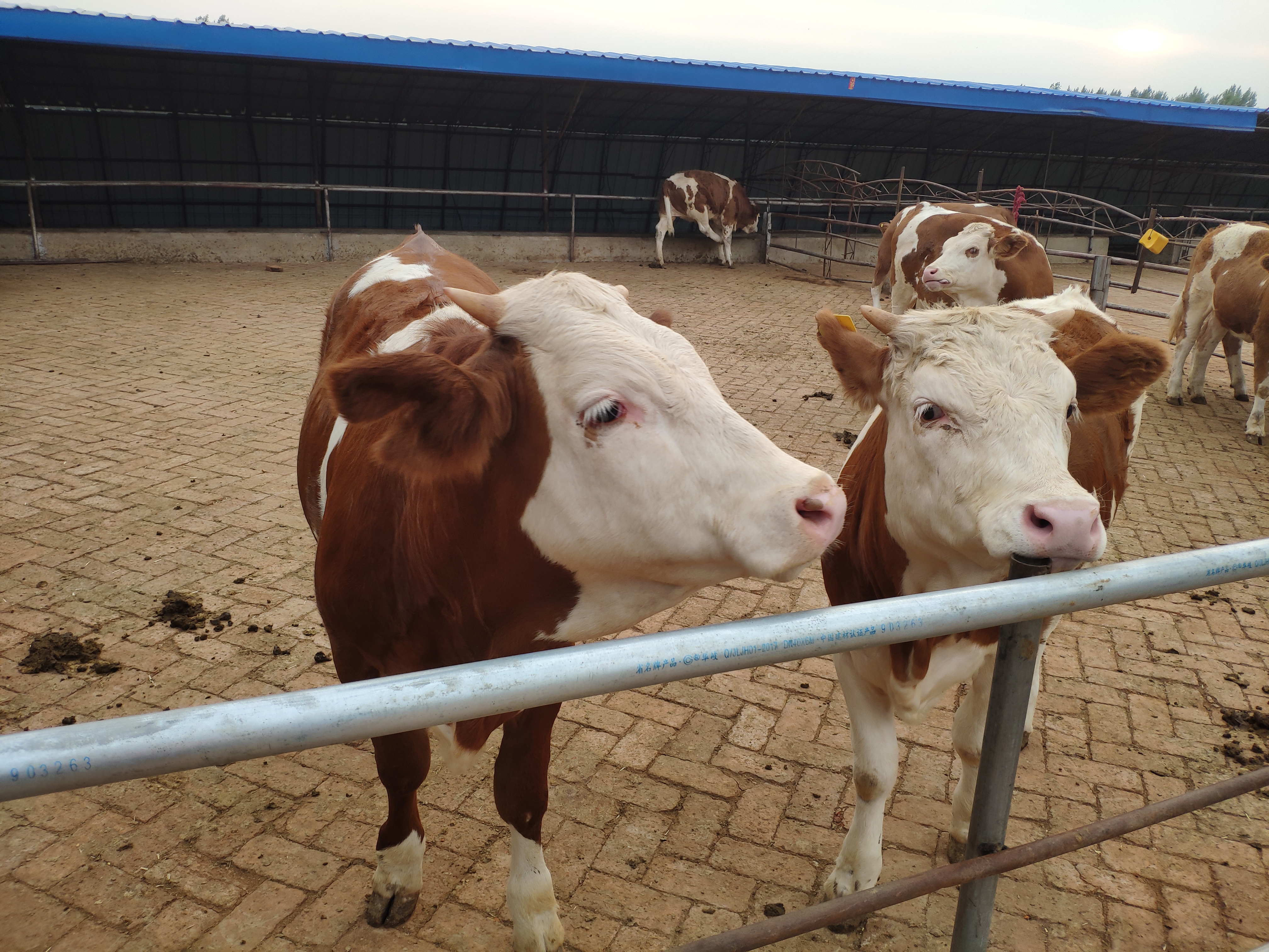 我国的养牛业发展，前景依旧很广阔，今年的牛肉缺口将进一步加大