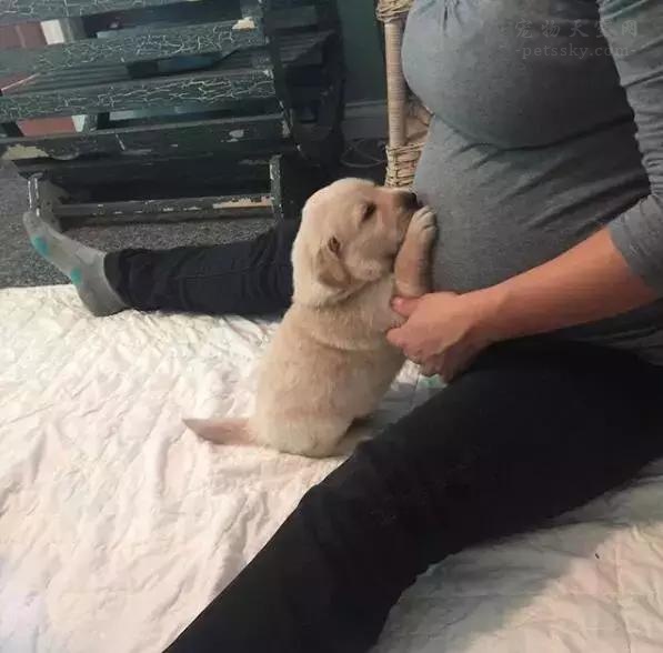 怀孕养宠危害大吗,标题为什么孕妇不建议养宠物呢