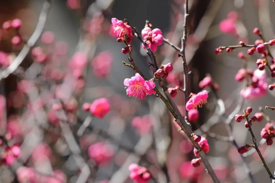 拍梅花技术的技巧和方法,拍梅花的最佳方法