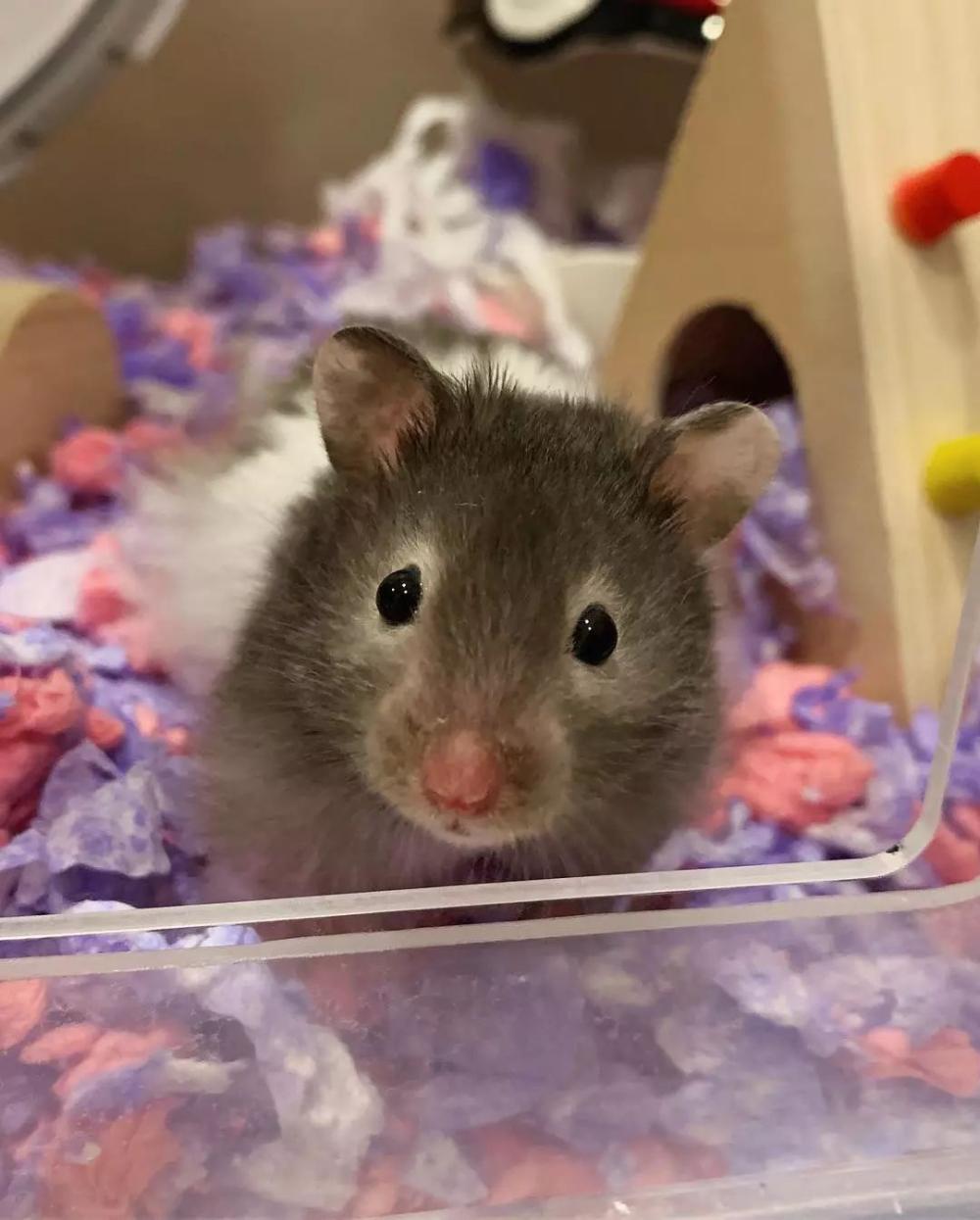 仓鼠掉毛是什么原因怎么治疗,仓鼠腹部大面积掉毛呈红色怎么办