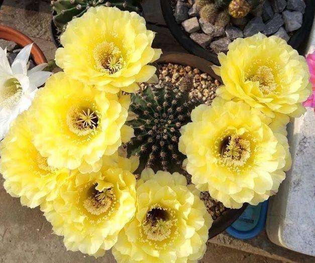 101个仙人球品种,101种仙人球开花图片