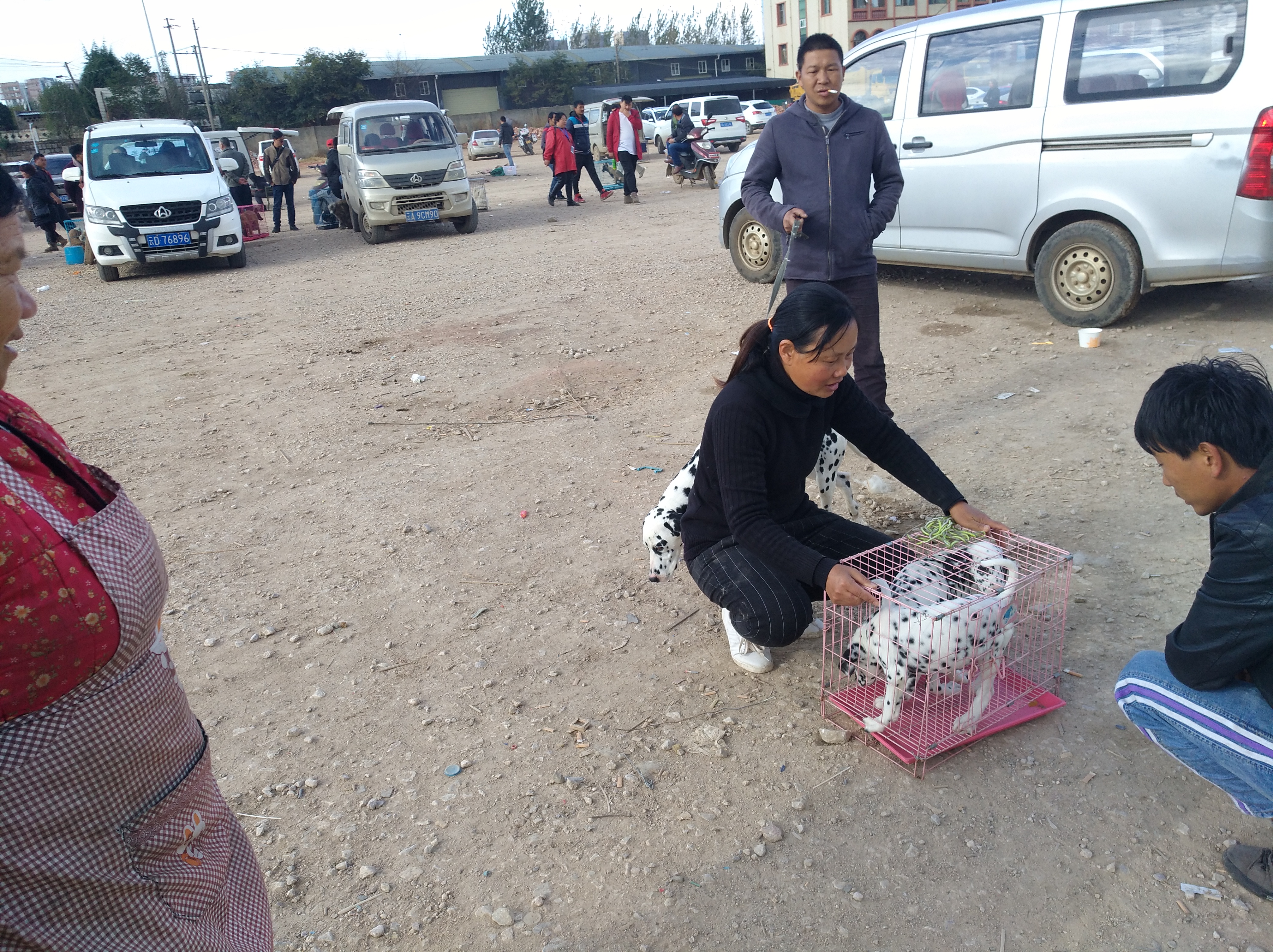 宠物市场淘斑点狗多少钱,狗市卖斑点狗