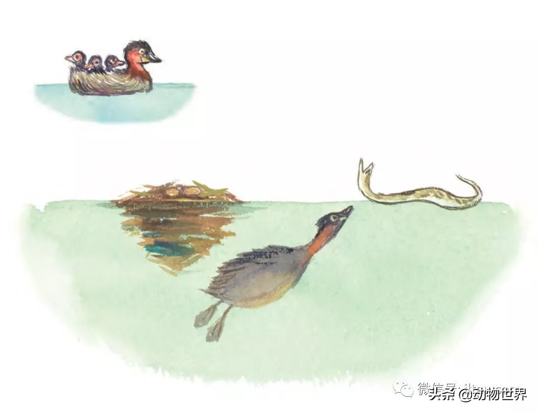 手绘动物地图,探索大自然手绘画