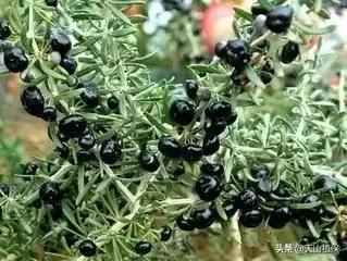 野外发现珍贵的植物千万要注意,新疆南疆常见荒漠野生植物