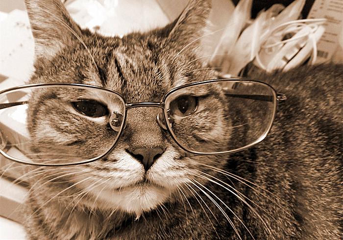 猫咪真的是养不熟的白眼狼么,猫咪老年痴呆