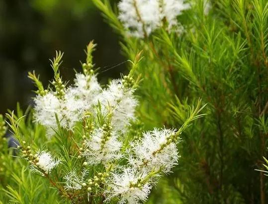 鼻炎用精油按摩有效吗,茶树精油滴鼻子治鼻炎