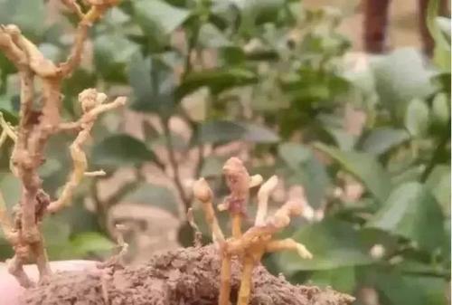 柑橘根受损,柑橘烂根自然修复
