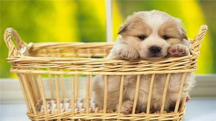 狗狗突然不吃狗粮怎么解决,狗狗突然不吃任何狗粮怎么回事