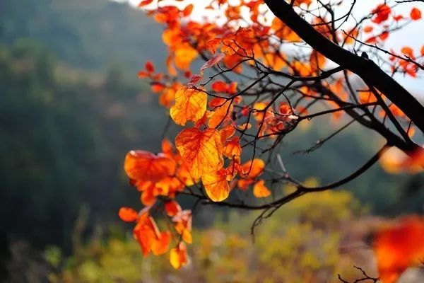 昌平最美的秋景在哪里,北京最美的秋景赏叶胜地香山公园