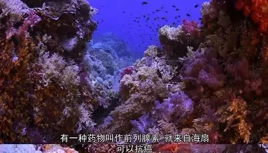 为什么海洋里的珊瑚多种多样,珊瑚为什么这么多形状和颜色