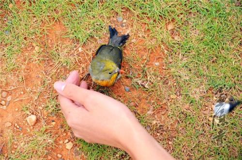 家养的鸟放生还能继续活下去吗,笼养鹦鹉放生能存活吗