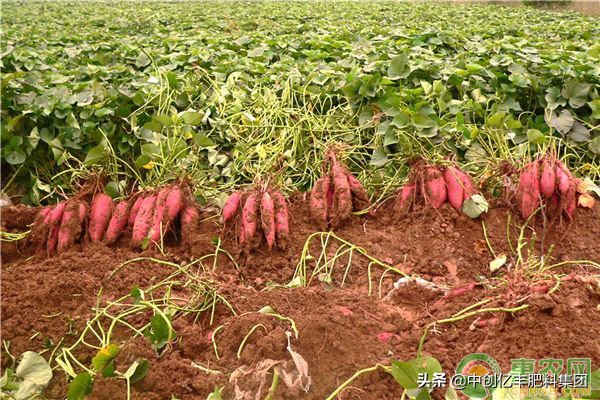 红薯常见病虫害及防治,红薯常见病虫害及防治方法