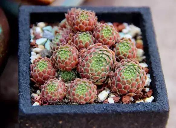 推荐轻松玩转100种常见多肉植物,700种多肉植物图鉴pdf百度云