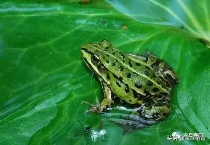 栖霞的美食,栖霞有哪些好吃的美食