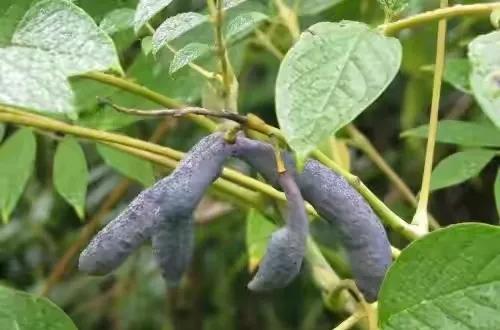 80后90后农村儿时零食野果,在海南儿时吃的野果还记得几种