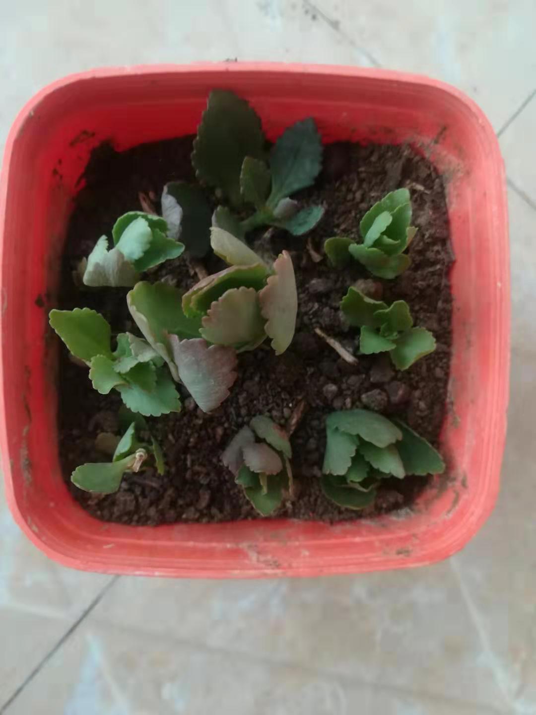 长寿花怎样治疗黑腐病,夏天长寿花黑腐了怎么办