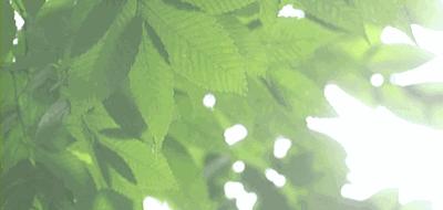 崇州粉蒸肉哪家好吃,崇州味道