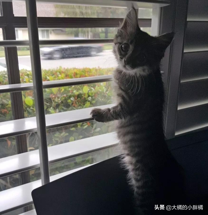 小猫多年后再次见到主人的反应 (小猫见面反应激萌)