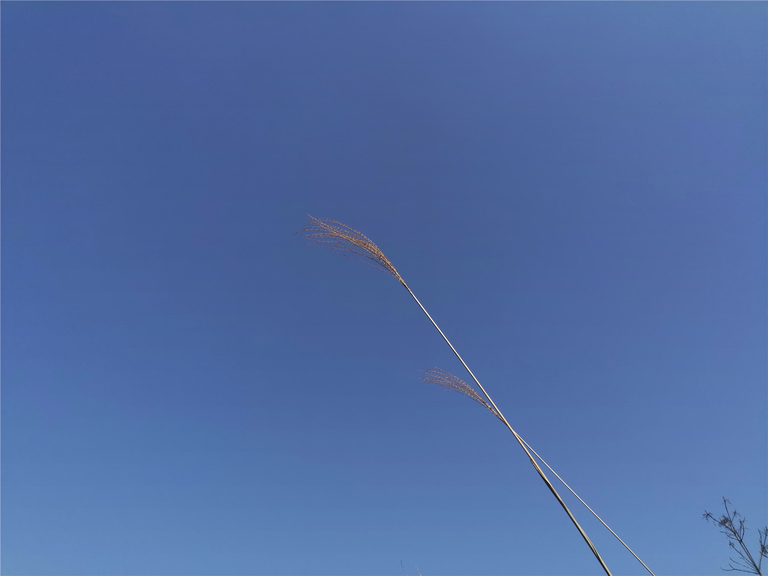 v20荣耀升级鸿蒙感受,荣耀v20升级鸿蒙2.0.0.165好不好