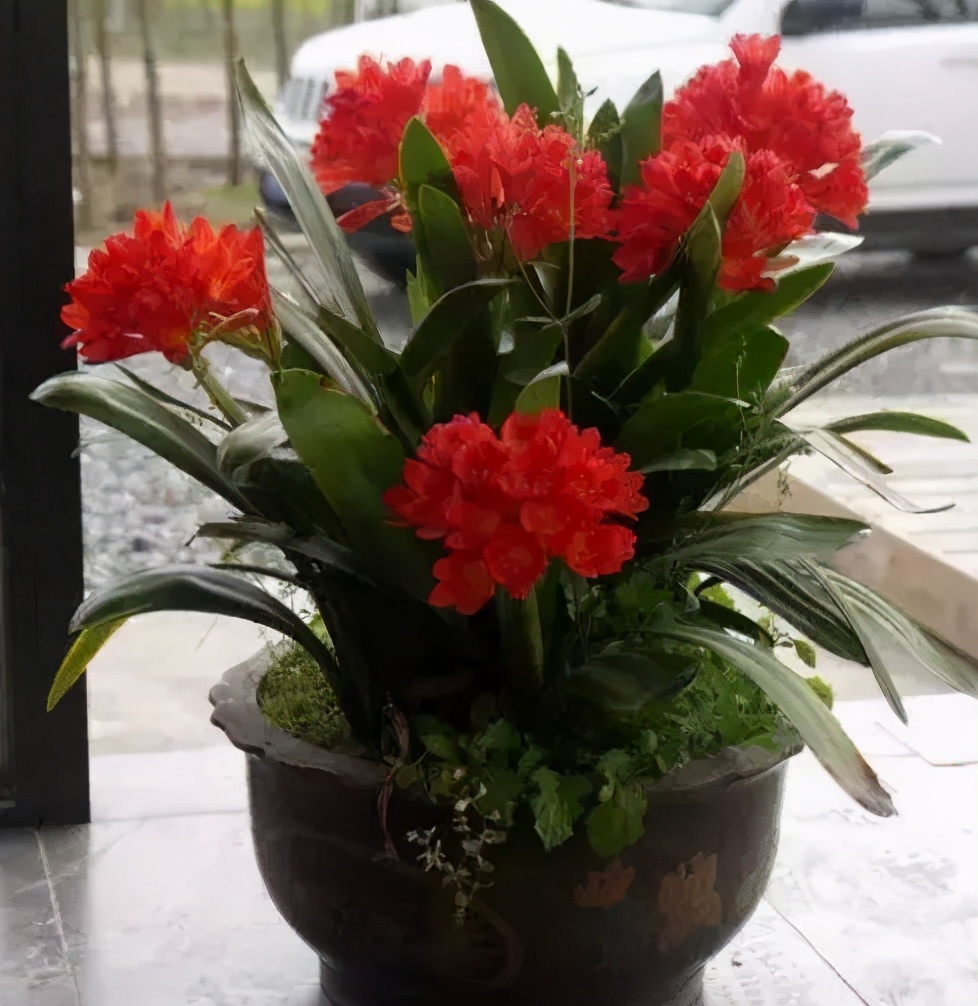 哪些植物对猫咪无毒又能吸附甲醛,室内吸收甲醛最有效的植物花卉