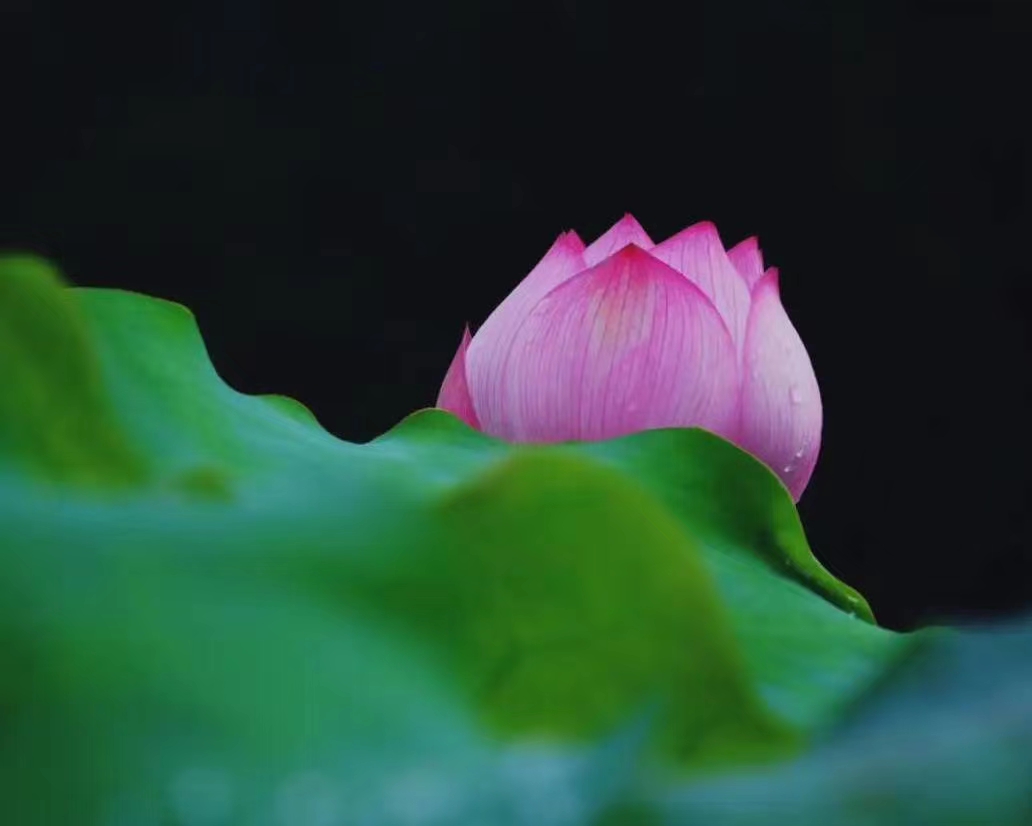 夏荷雅韵舞蹈,夏荷雅韵视频