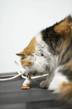 家里哪些东西对猫有危险,对猫咪有害的日常用品